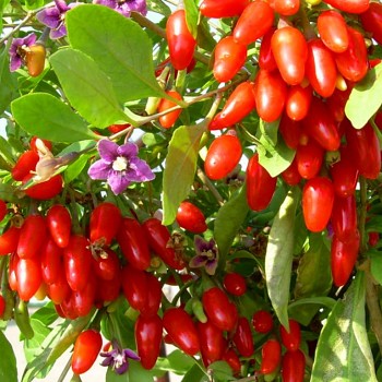 GOJI - KUSTOVNICE ČÍNSKÁ kont. 2L