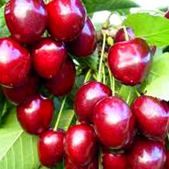 TŘEŠEŇ KORDIA Podnož - Mahalebka