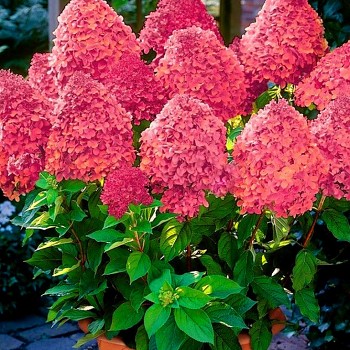 HORTENZIE ´MAGICAL FIRE´ kont. P9