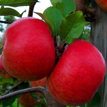 JABLOŇ RED TOPAZ - Podnož MM106