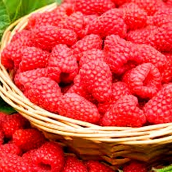 MALINÍK ´POLKA´ XL - Stáleplodící  v kont. 2L