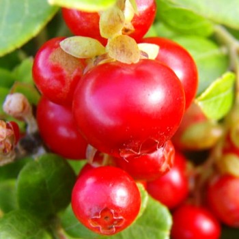 BRUSINKA ´RED PEARL´ kont. 2,5L