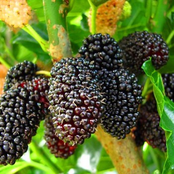 MORUŠE ČERNÁ  kont. 2L