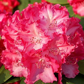 RHODODENDRON XXL ´GERMANIA´ kont. 2L