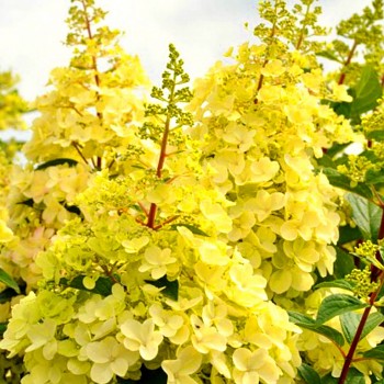 HORTENZIE ´CANDELIGHT´® kont. 4L