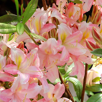 AZALKA XXL ´JUNIDUFT´ kont. 2,5L