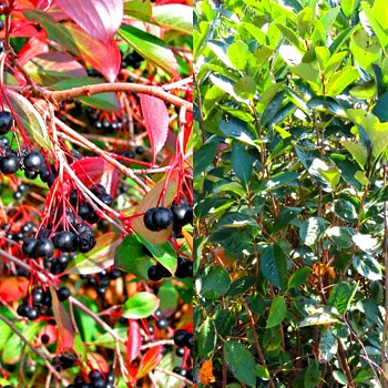 ARONIE - JEŘÁB ČERNÝ ´AUTUM MAGIC´ keřový kont. 3L