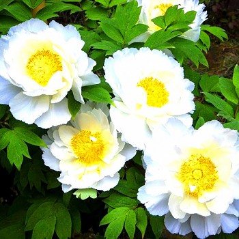 PIVOŇKA DŘEVITÁ ´BÍLÁ´ (Paeonia suffruticosa) 