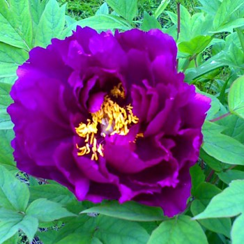 PIVOŇKA DŘEVITÁ ´FIALOVÁ´ (Paeonia suffruticosa)