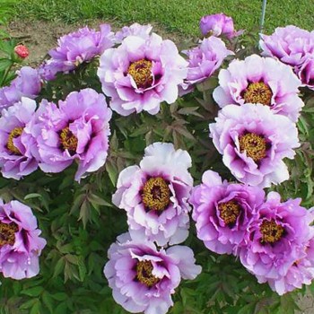 PIVOŇKA DŘEVITÁ ´LEVANDULOVÁ MODRÁ´ (Paeonia suffruticosa) 