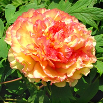 PIVOŇKA DŘEVITÁ ´ORANŽOVÁ´ (Paeonia suffruticosa) 