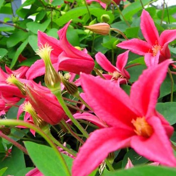 PLAMÉNEK - CLEMATIS ´PRINCESS DIANA´ kont. 1,6L