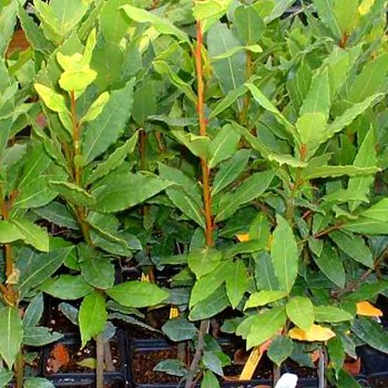 VAVŘÍN PRAVÝ  kont. 3L