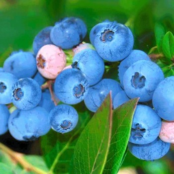 / TŘÍLETÁ/ KANADSKÁ BORŮVKA ´HORTBLUE PETITE´® PLODÍ 2x ROČNĚ!!