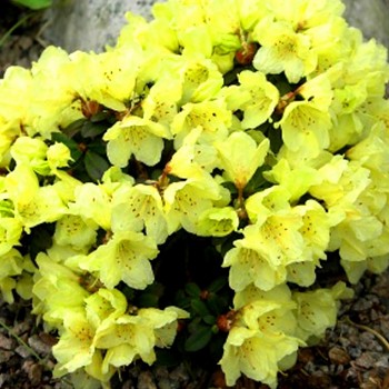 JAPONSKÝ RHODODENDRON XXL ´WREN´ kont. 1,5L