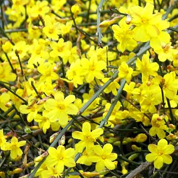 JASMÍN NAHOKVĚTÝ ( Jasminum nudiflorum) kont. 1,6L