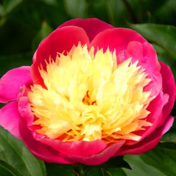 PIVOŇKA ´BOWL OFF BEAUTY´