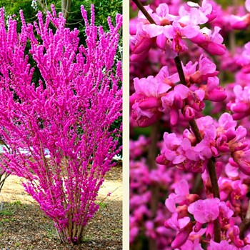 ZMARLIKA ČÍNSKÁ ( Cercis chinensis) kont. 3L