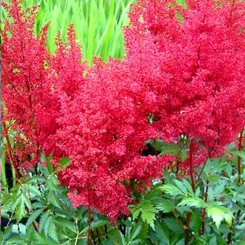 ČECHRAVA ´ FANAL´ - červená