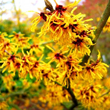 VILÍN ´WESTERSTEDE´ (Hamamelis intermedia ´Westerstede´) 2L