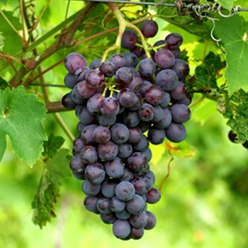 RÉVA MODRÁ ´ATTIKA ´ bezsemená