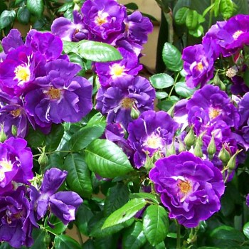 !RŮŽE POLYANTKA ´RHAPSODY IN BLUE´® kont. 1,5L