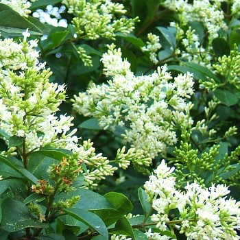 PTAČÍ ZOB ( Ligustrum ovalifolium) ko 1,5L