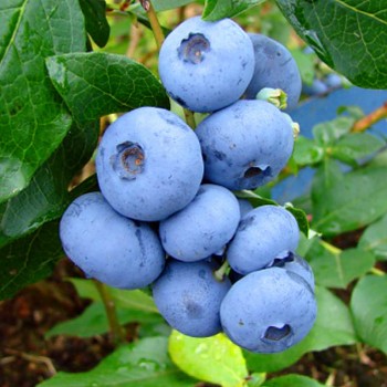 KANADSKÁ BORŮVKA ´BONUS´