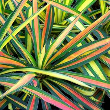 JUKA VLÁKNITÁ ´COLOR GUARD´ kont. 2,5L