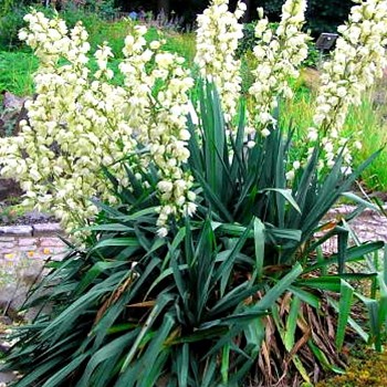 JUKA VLÁKNITÁ (Yucca filamentosa)  kont. 4L