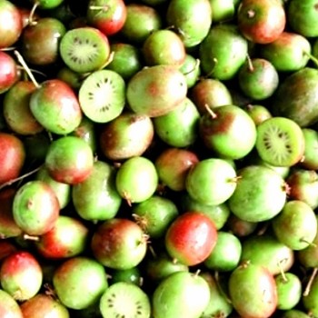 KIWI ACTINIDIA ARGUTA "ISSAI" - samosprašné kont. 2L