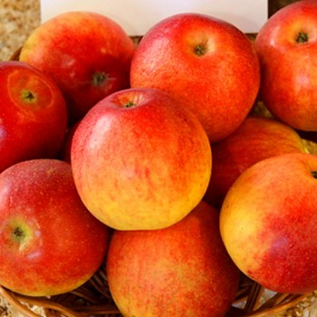 JABLOŇ ´NABELLA´ Podnož P60