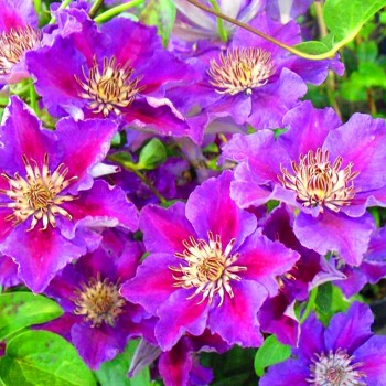 PLAMÉNEK - CLEMATIS ´ASHVA´ kont. 1,6L