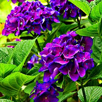 HORTENZIE ´YOLA´ kont. 1,4L