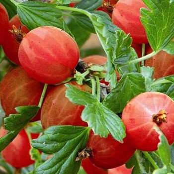 ANGREŠT ´HINNONMAKI RED´ - Stromkový