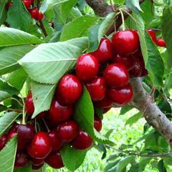 TŘEŠEŇ VANDA  - podnož Mahalebka