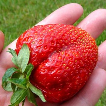 JAHODNÍK ´ELVÍRA´- 10pack