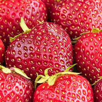 JAHODNÍK ´OSTARA´- 10pack