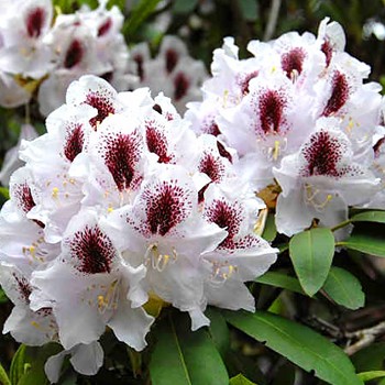 RHODODENDRON  ´CALSAP´