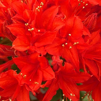 AZALKA ´CROSSWATER RED´