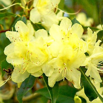RHODODENDRON ´GOLDEN WONDER´ ko 2litry