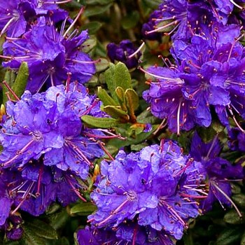 JAPONSKÝ RHODODENDRON XXL ´AZURIKA ´  kont. 2L