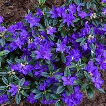 JAPONSKÁ AZALKA XXL ´GLETSCHERNACHT´ kont. 2L