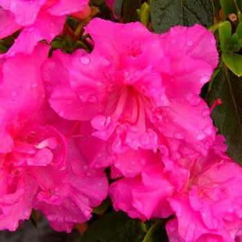 JAPONSKÁ AZALKA XXL ´PETTICOAT´ kont. 2L