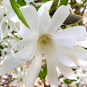 MAGNOLIE STELLATA ko 2,5L