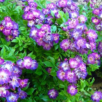 RŮŽE PNOUCÍ  ´VEILCHENBLAU´ kont. 1,6L