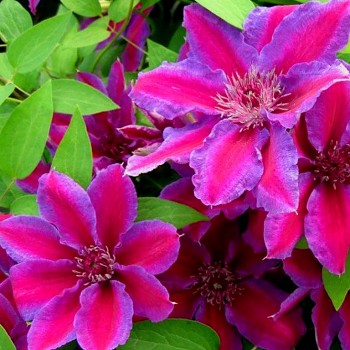 PLAMÉNEK - CLEMATIS ´AKAISHI´ kont. 1,6L