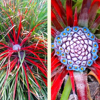 VENKOVNÍ BROMELIE ( Bromelia fascicularia ´Bicolor´)