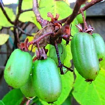 KIWI KOLOMIKTA 2L