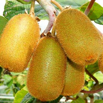 KIWI ´JENNY´-SAMOSPRAŠNÉ ko 3litry